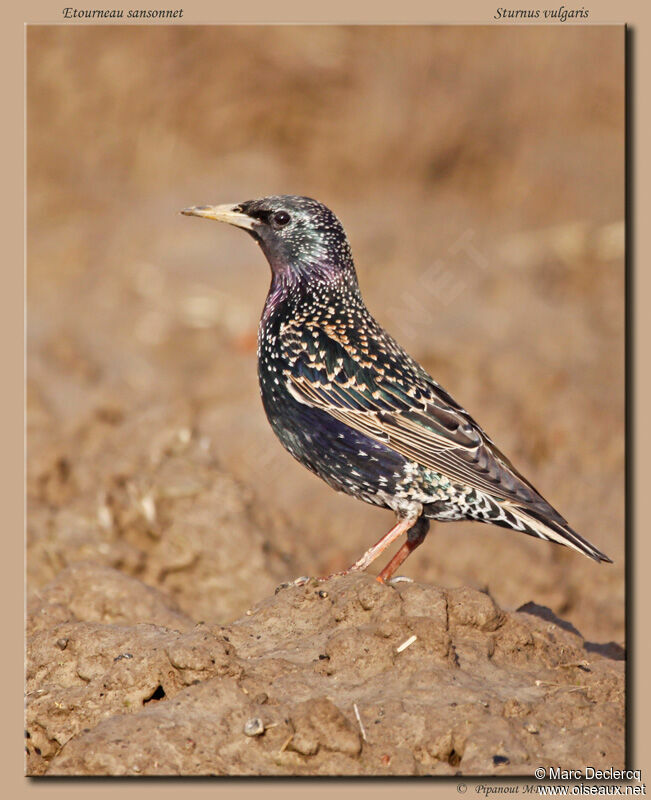 Common Starling