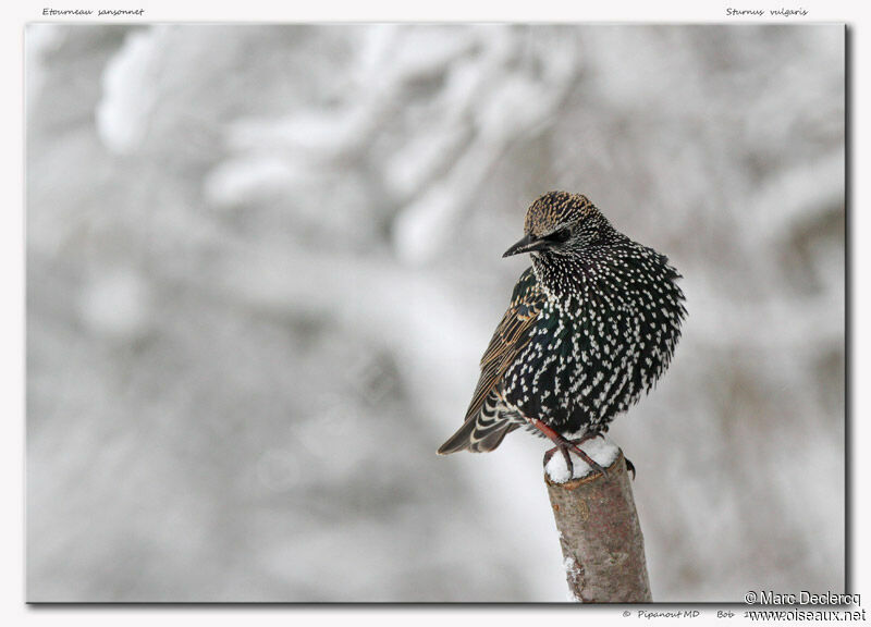 Common Starling, identification