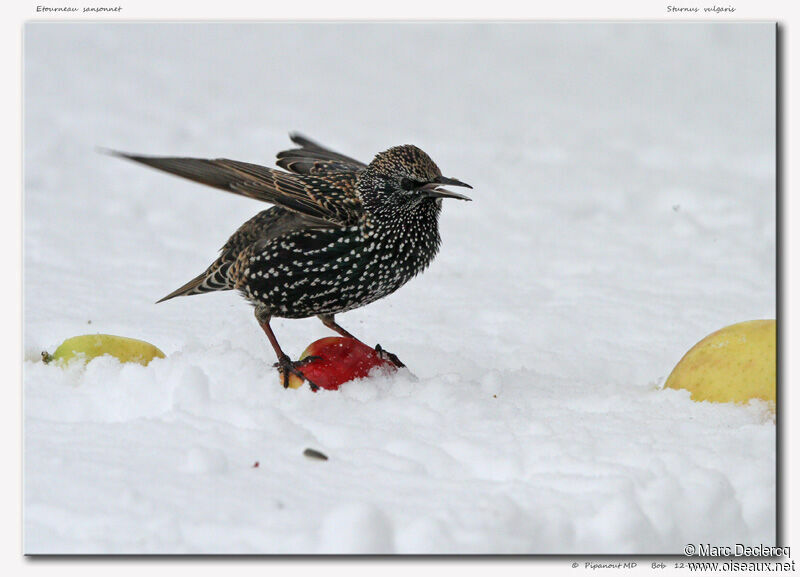 Common Starling, identification, feeding habits, Behaviour