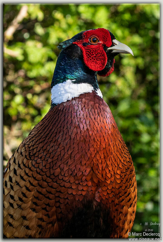 Common Pheasant