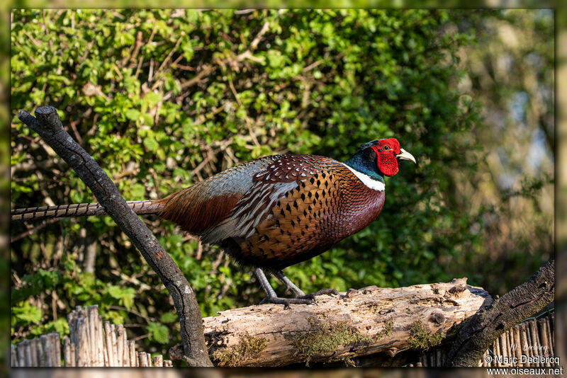 Common Pheasant