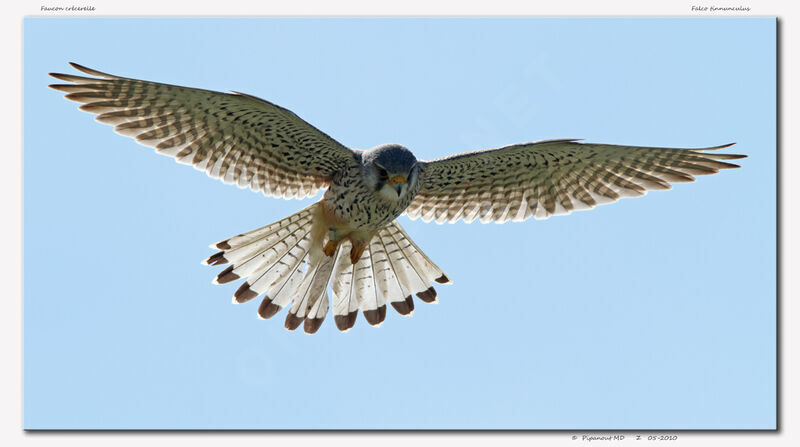 Common Kestrel male, Flight