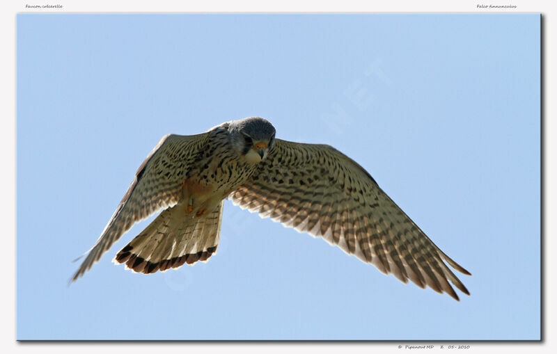 Common Kestrel