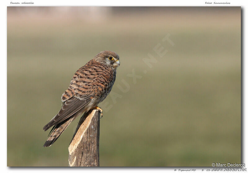 Common Kestrel, identification