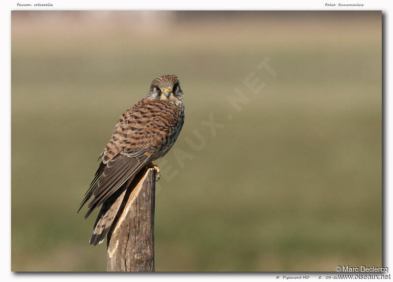 Common Kestrel, identification