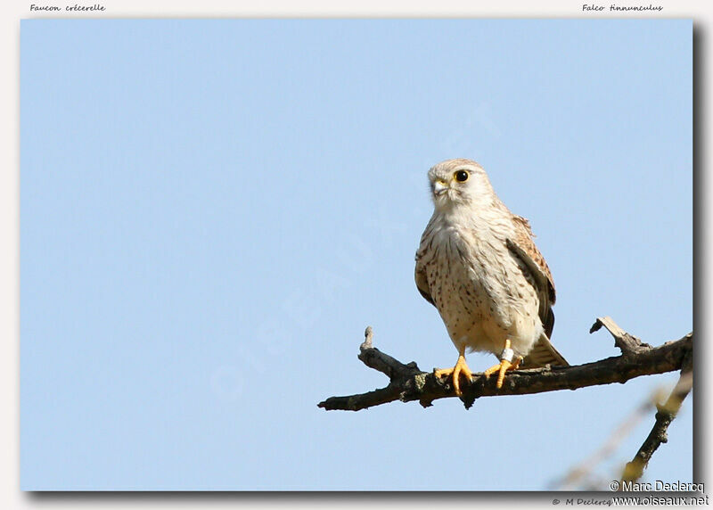 Common Kestrel, identification