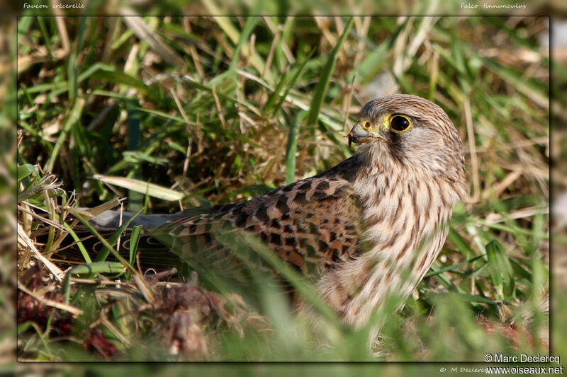 Common Kestrel, identification