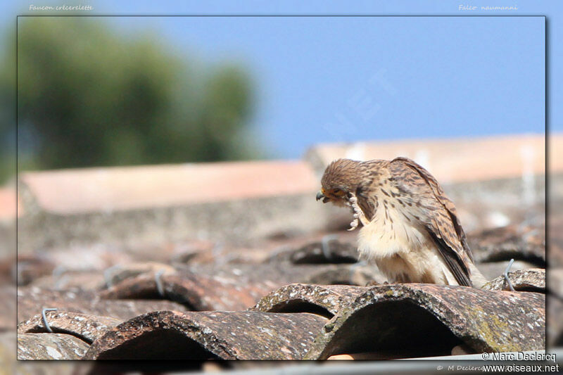 Faucon crécerellette, identification