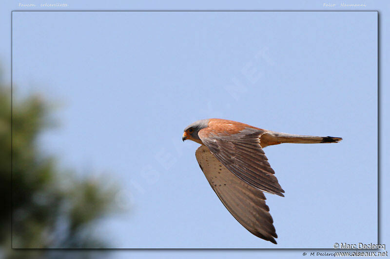 Lesser Kestrel, Flight