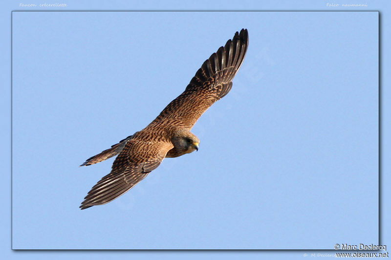 Lesser Kestrel, Flight