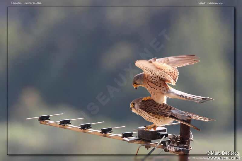 Lesser Kestrel, identification, Behaviour