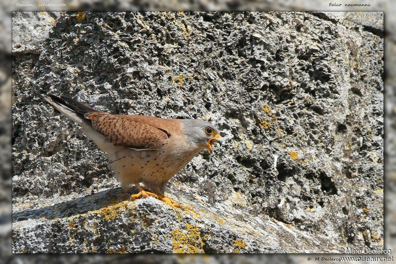 Faucon crécerellette, identification