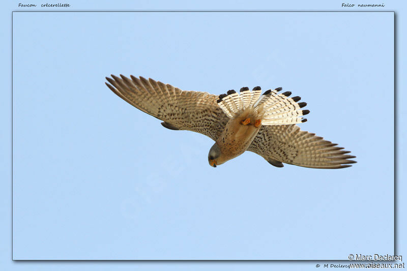 Lesser Kestrel, Flight