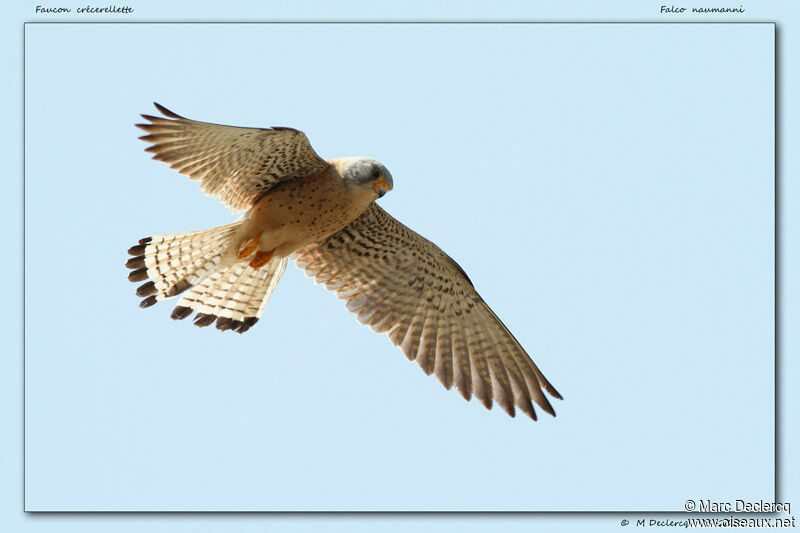 Lesser Kestrel, Flight