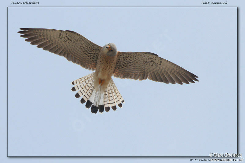 Lesser Kestrel, Flight