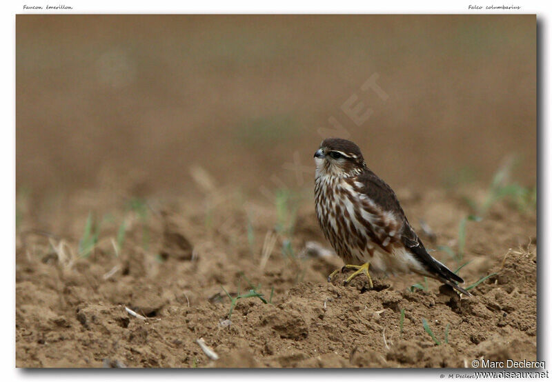 Faucon émerillon, identification