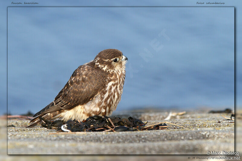 Faucon émerillon, identification