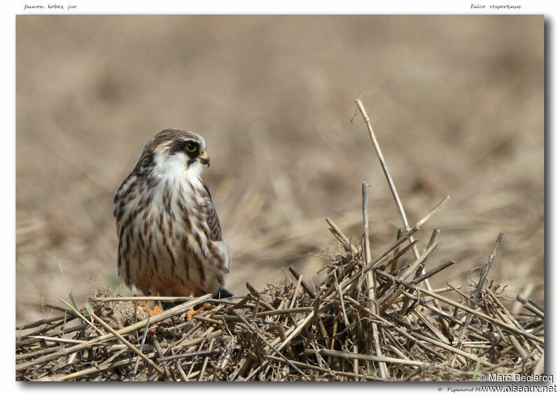 Red-footed Falcon