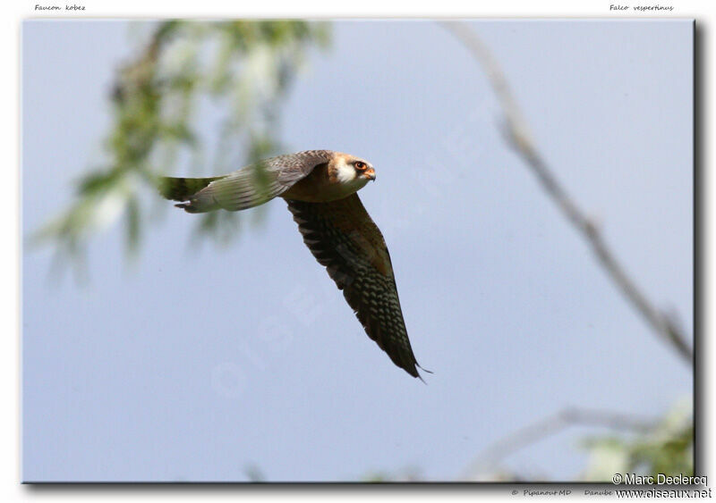 Red-footed Falcon female adult, Flight