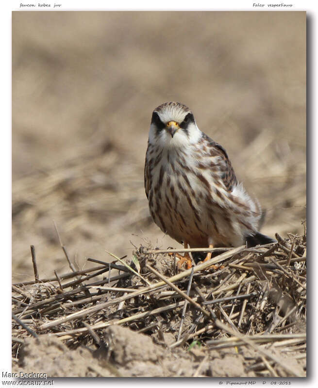 Red-footed FalconFirst year, identification