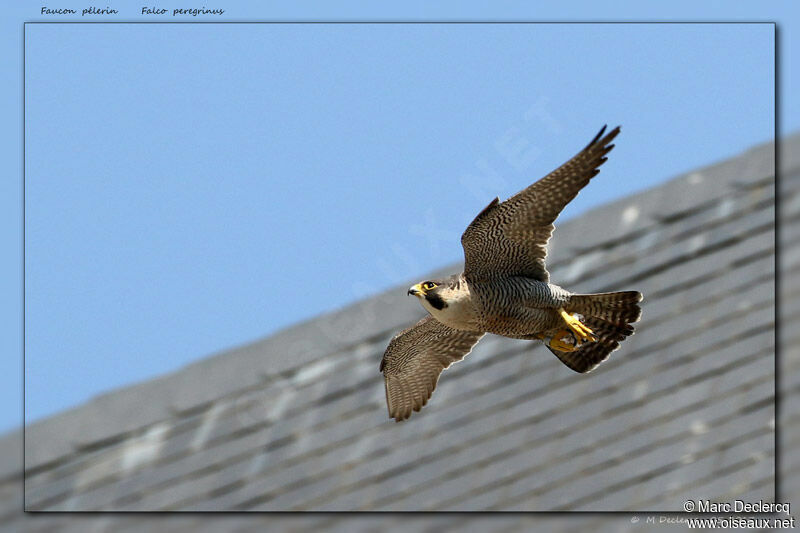 Peregrine Falcon