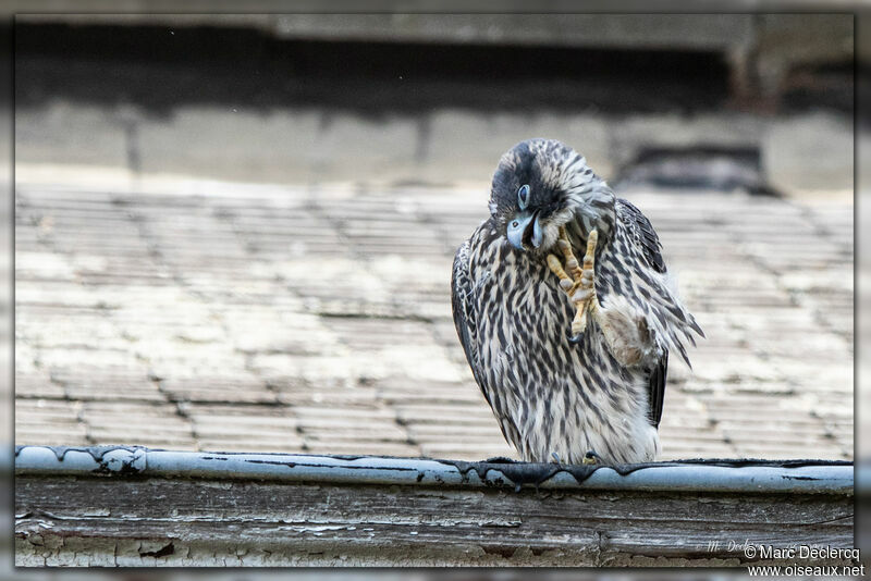 Peregrine Falcon