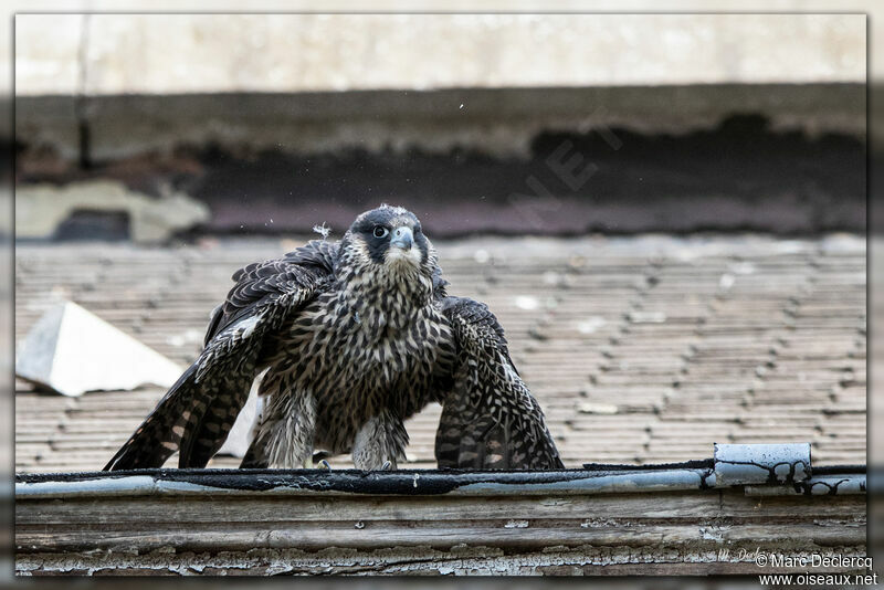 Peregrine Falcon