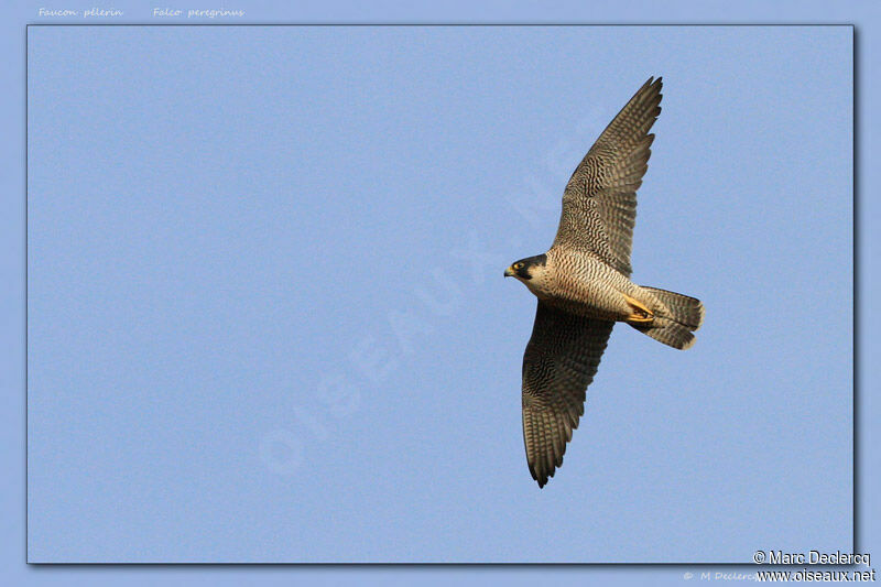 Faucon pèlerin, identification