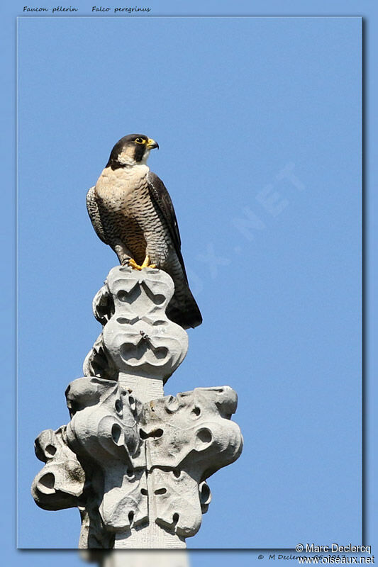 Peregrine Falcon