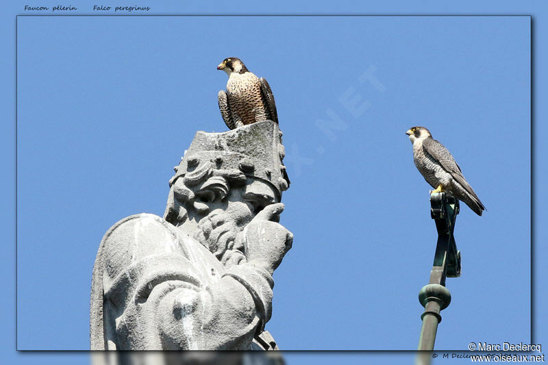 Peregrine Falcon