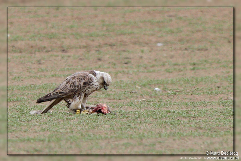 Saker Falcon, identification