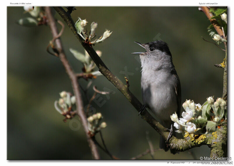 Eurasian Blackcap male adult, identification, song