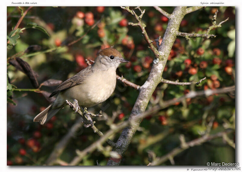 Fauvette à tête noire, identification