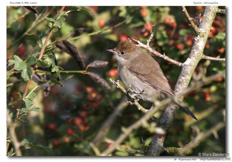 Eurasian Blackcap, identification