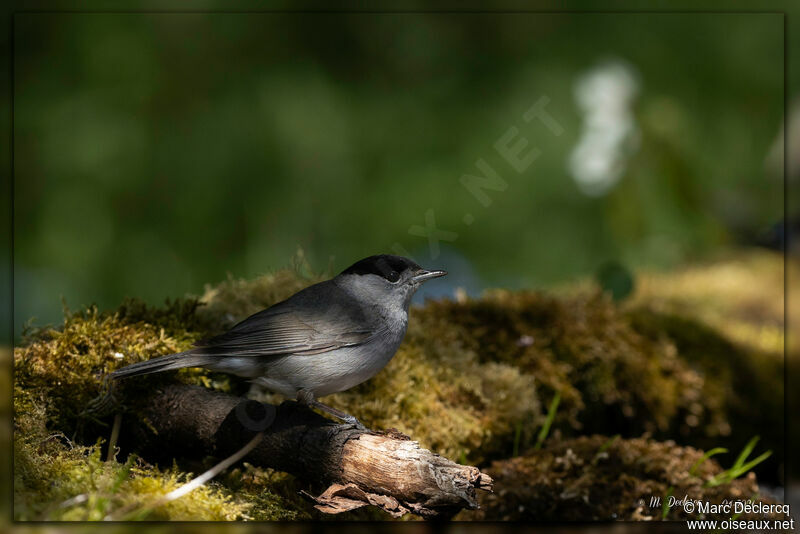 Eurasian Blackcap