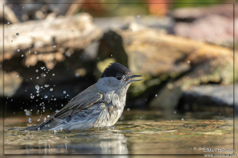 Eurasian Blackcap