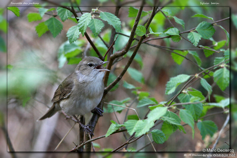 Fauvette des jardins, identification, chant