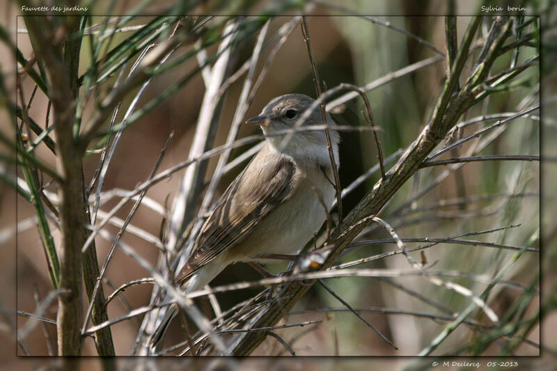 Garden Warbler