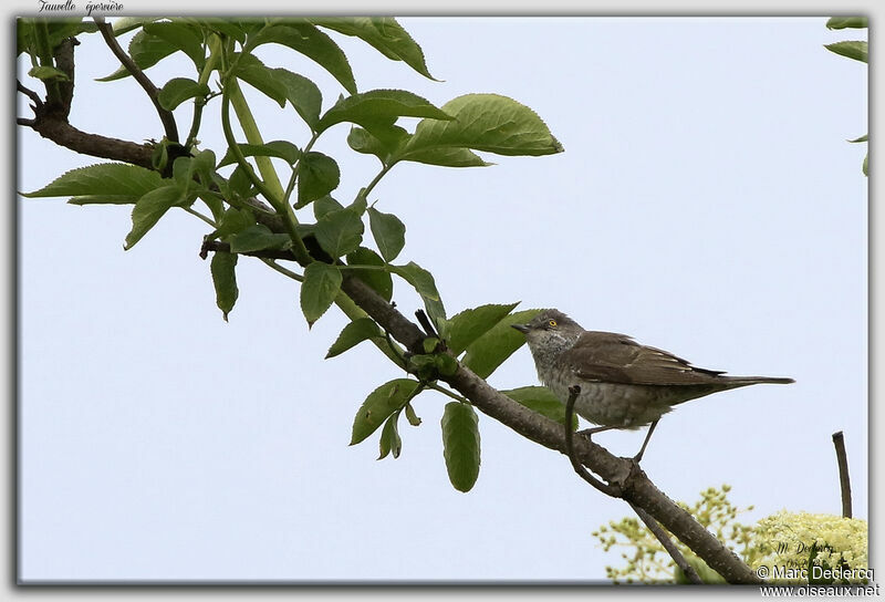 Barred Warbler