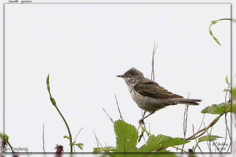 Fauvette épervière femelle adulte, identification