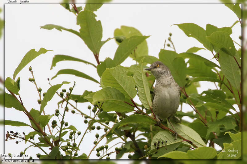 Fauvette épervière femelle adulte, habitat