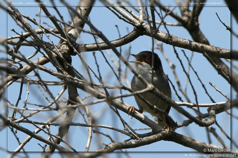 Sardinian Warbler