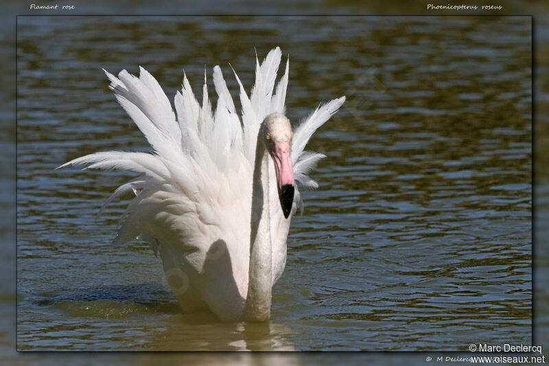 Flamant rose, identification, Comportement