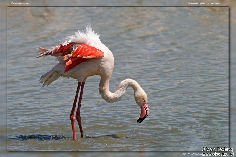 Flamant rose, identification