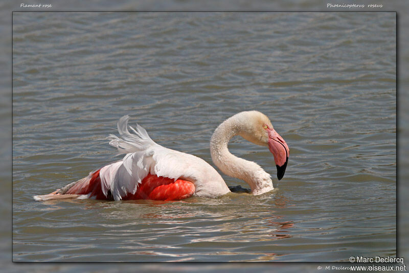 Flamant rose, identification