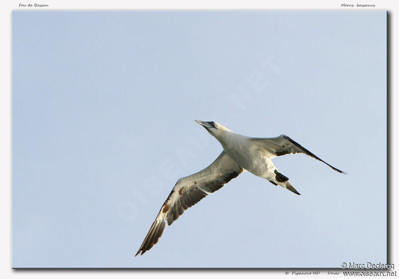 Northern Gannet, Flight