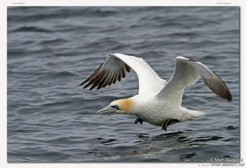 Northern Gannet, Flight