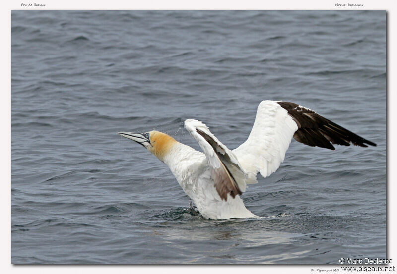 Northern Gannet, identification