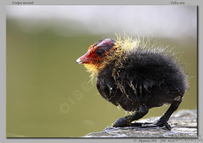 Eurasian Cootjuvenile