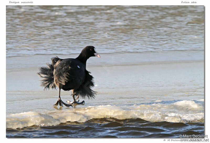 Eurasian Coot, identification